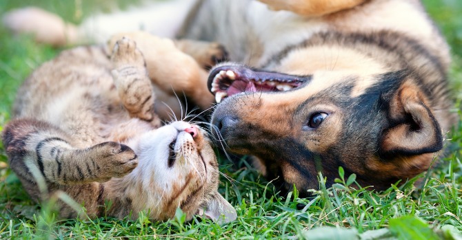 Cat and Dog